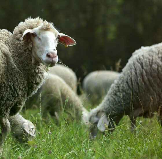 Ganz viel Mäh: Schäferleben für Stadtkinder