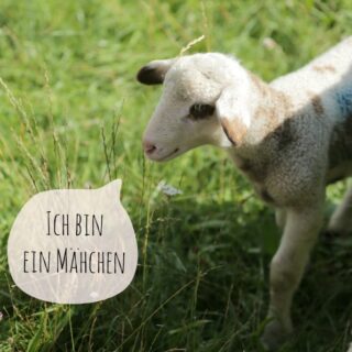 Der Brüller: ein Buch, das pupsen kann