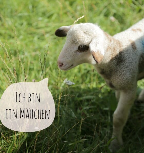 Schafe im Englischen Garten: Mähsachen zum Mitmachen