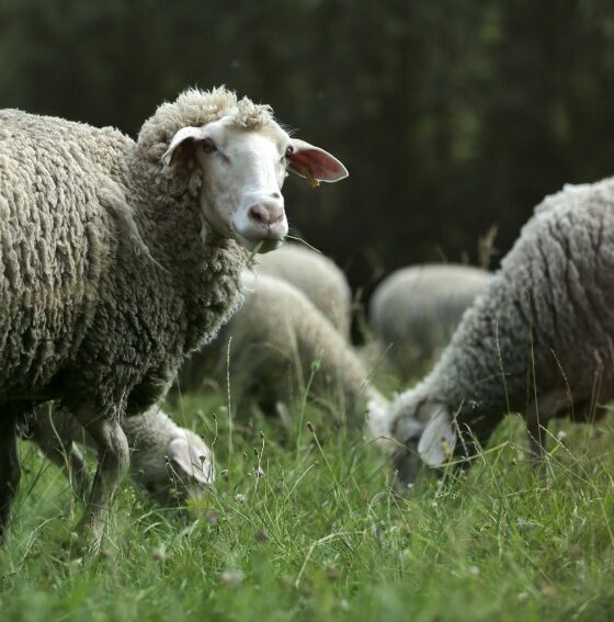 Fahrradtour Englischer Garten: tolle Ziele für Kinder